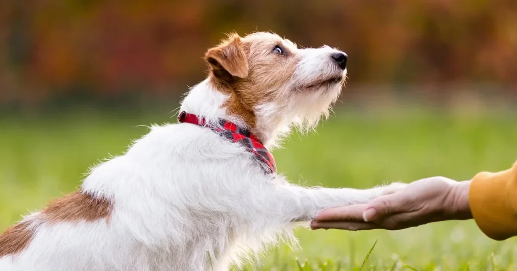 Happy well-trained dog responding to command during dog training session